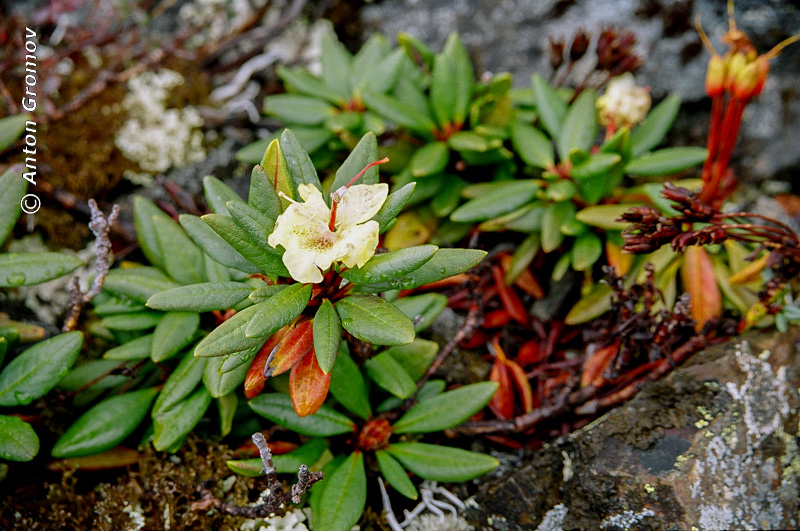 Местная высотная флора - увядающий цветок рододендрона.